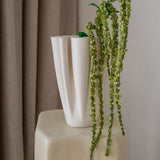 Amaranthus