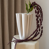 Amaranthus Burgundy