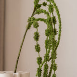Amaranthus Green