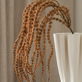 Amaranthus Brown
