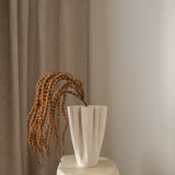 Amaranthus Brown