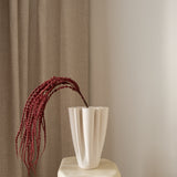 Amaranthus Burgundy