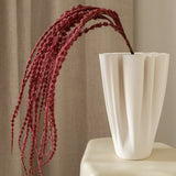 Amaranthus Burgundy