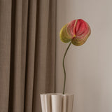 Anthurium Flower Pink