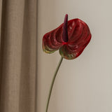 Anthurium Flower Red