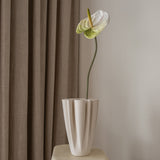 Anthurium Flower White/Green