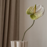 Anthurium Flower White/Green