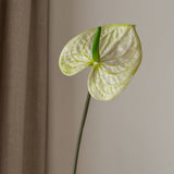 Anthurium Flower Light Green