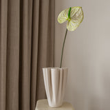 Anthurium Flower Light Green