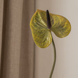Anthurium Flower Moss Green
