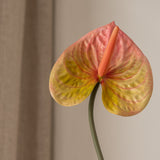 Anthurium Flower Pink