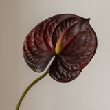 Anthurium Flower Burgundy