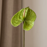 Anthurium Flower Small Green
