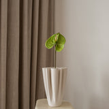 Anthurium Flower Small Green