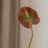 Anthurium Flower Small Brown