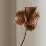 Anthurium Flower Brown