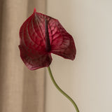 Anthurium Flower Burgundy