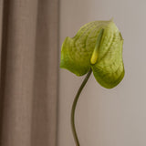 Anthurium Flower Green