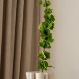 Bells of Ireland Leaves