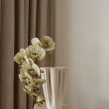 Butterfly orchid flower Beige