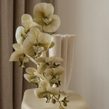 Butterfly orchid flower Beige
