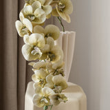 Butterfly orchid flower Beige