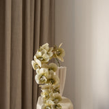 Butterfly orchid flower Beige