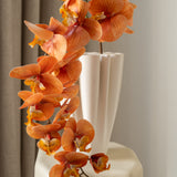 Butterfly orchid flower Orange