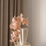 Butterfly orchid flower Pink
