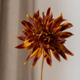 Cactus Dahlia Flower Brown-Orange