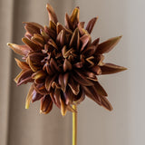 Cactus Dahlia Flower Brown