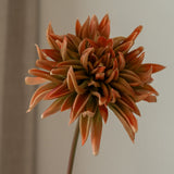 Cactus Dahlia Flower Orange