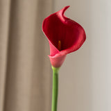 Calla Lily Flower Pink