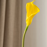 Calla Lily Flower Yellow