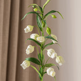Chinese Lantern Lily White