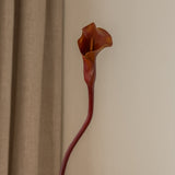 Calla Lily Flower Brown