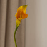 Calla Lily Flower Orange