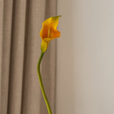 Calla Lily Flower Orange