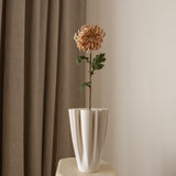 Chrysanthemum Flower Beige