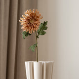 Chrysanthemum Flower Beige
