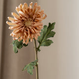 Chrysanthemum Flower Beige