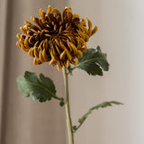 Chrysanthemum Flower Brown