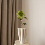 Chrysanthemum Flower Green