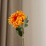 Chrysanthemum Flower Orange