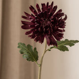 Chrysanthemum Flower Purple