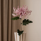 Chrysanthemum Flower Large Purple