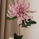 Chrysanthemum Flower Large Purple