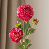 Dahlia Flower Pink