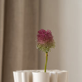 Drumstick Allium Branch