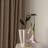 Datura Stramonium Flower Pink